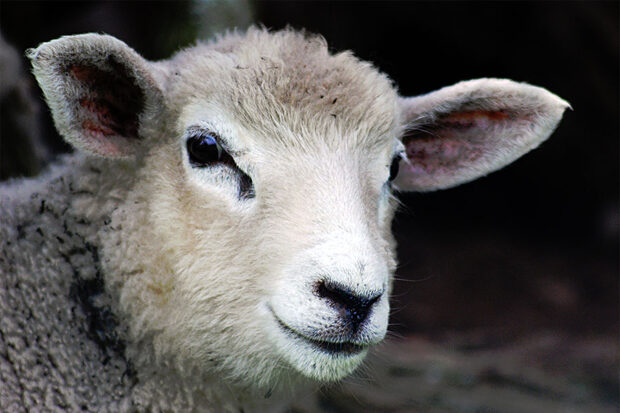 Mihklipäev – lammas